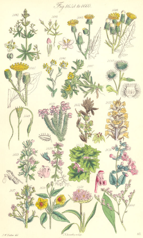WILD FLOWERS. Cudweed Burdock Dodder Dead-nettle Calamint Lavender. SOWERBY 1890